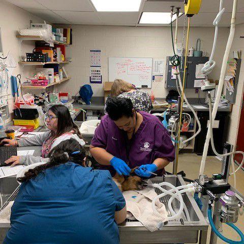 DOGS VERSUS CACTUS - COURTESY MARICOPA COUNTY ANIMAL CARE 2.jpg